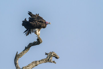 Lappet faced Vulture in Kruger National park, South Africa ; Specie  Torgos tracheliotos family of Accipitridae