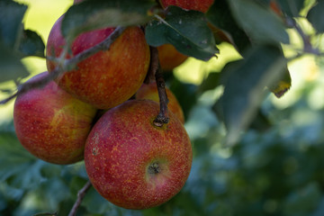 Red ripe apples on trees, sunny day. Close up. 