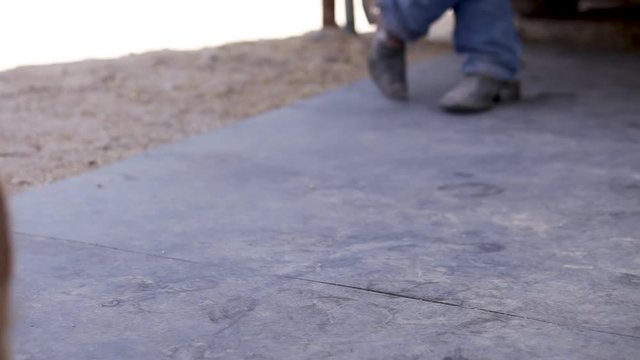 Australian Sheperd gets up off ground and walks away