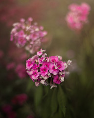 pink flowers in garden