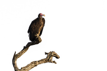 Lappet faced Vulture in Kruger National park, South Africa ; Specie  Torgos tracheliotos family of Accipitridae