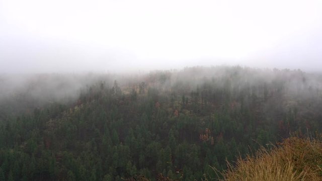 Fog drifts slowly threw autumn trees in the White Mountains of Arizona, USA.