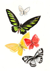 Ink and watercolor illustration of a flying butterflies