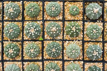 Cactus many variants in the pot for planting arranged in rows select and soft focus. Cactus background and texture or copy space.