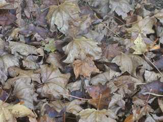 autumn leaves on the ground