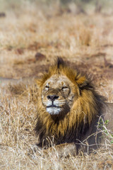 African lion in Kruger National park, South Africa ; Specie Panthera leo family of Felidae