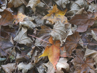 autumn leaves on ground
