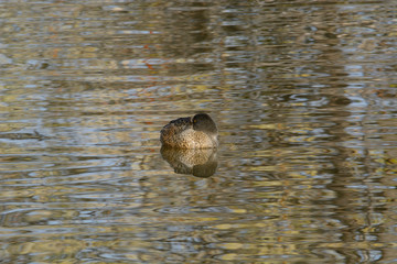 Lone Northern Shoveler Duck Drake floating curled up in sleep position in autumn reflections on lake while resting with watchful eye