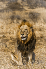 African lion in Kruger National park, South Africa ; Specie Panthera leo family of Felidae