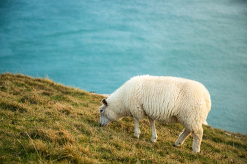Irish Sheep in Slea Head, Dingle Circle, Ireland