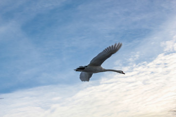 taking off from the water against the sky and clouds in Odense, Denmark