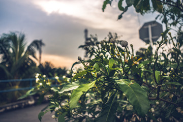 Plant on Street