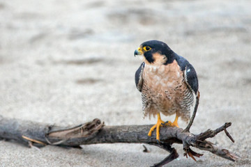 Red Shouldered Hawk perched on driftwood on McGrath State Park beach in Ventura California United States