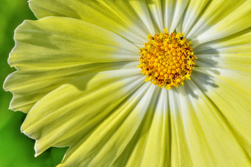 黄色いコスモスの花