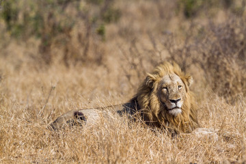 African lion in Kruger National park, South Africa ; Specie Panthera leo family of Felidae