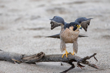 Red Shouldered Hawk flapping his wings while perched on driftwood on McGrath State Park beach in Ventura California United States