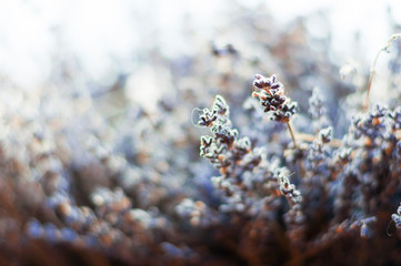 lavender flowers