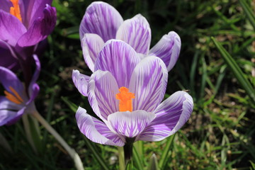 Crocuses on a field