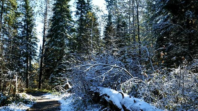 Large fallen tree along Schoolcraft hiking trail in Itasca State Park in Minnesota at the Mississippi River headwaters.