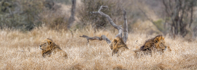 African lion in Kruger National park, South Africa ; Specie Panthera leo family of Felidae