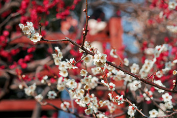 Japanese plum blossoms in early spring