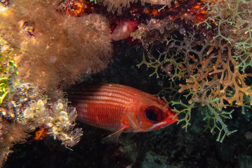 Longspine squirrelfish