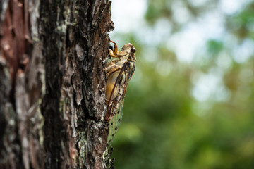 Grasshopper on tree 