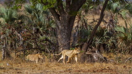 African lion in Kruger National park, South Africa ; Specie Panthera leo family of Felidae