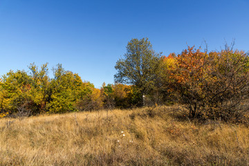 Fototapeta premium Amazing Autumn Panorama of Cherna Gora (Monte Negro) mountain, Pernik Region, Bulgaria