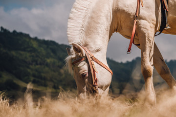 horse on savanna field at Bromo Tengger Semeru National Park, East Java, Indonesia.