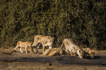 Fototapeta na wymiar African lion in Kruger National park, South Africa; ; Specie Panthera leo family of Felidae