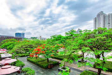 Phoenix Flower Landscape in Shenzhen