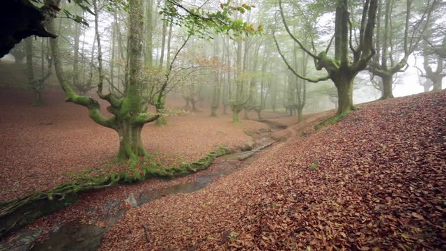 Colorful autumn at Otzarreta beech forest, Gorbea Natural Park, Basque country, Spain.