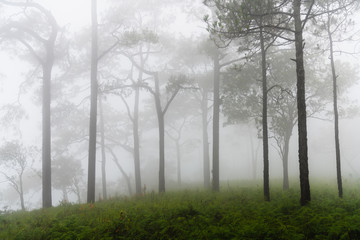 Beautiful landscape with mist