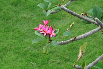 Pink plumeria flower on grass background. 