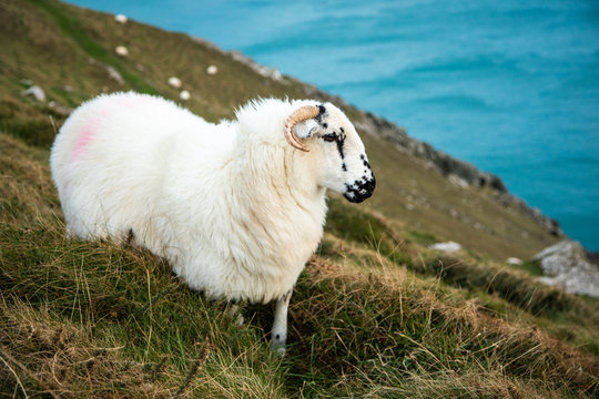Irish Sheep in Slea Head, Dingle Circle, Ireland