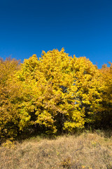 Fototapeta premium Amazing Autumn Panorama of Cherna Gora (Monte Negro) mountain, Pernik Region, Bulgaria