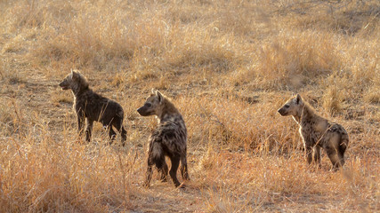 Fototapeta premium Spotted hyaena in Kruger National park, South Africa ; Specie Crocuta crocuta family of Hyaenidae