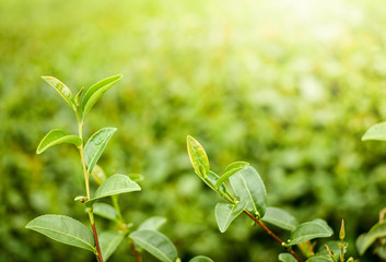 New growth green tea buds and fresh leaves in tea plantation area under morning sunlight. Green tea helps with clean blood vessel, keeping blood pressure stable and some believe as weight controller.