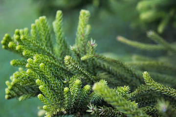 green branch of a tree