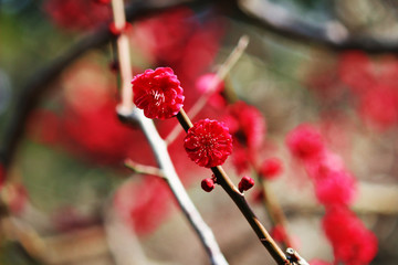 Japanese plum blossoms in early spring