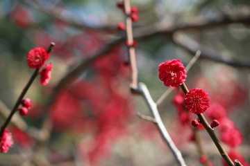Japanese plum blossoms in early spring
