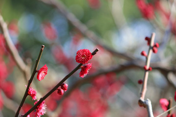 Japanese plum blossoms in early spring