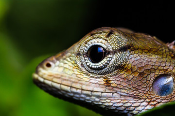 Marco chameleon isolated on background black beautiful