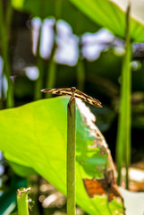 Butterflies in the pond