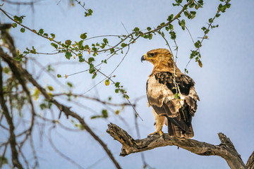 Wahlberg's Eagle in Kruger National park, South Africa ; Specie Hieraaetus wahlbergi family of Accipitridae