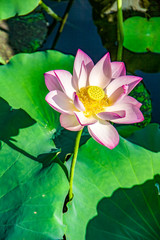 Fototapeta premium Blooming lotus