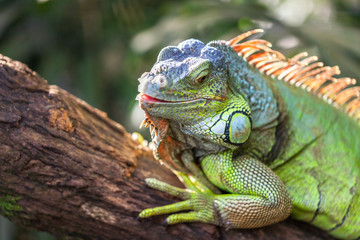 Fototapeta premium A green smiling big iguana is lying on a tree branch