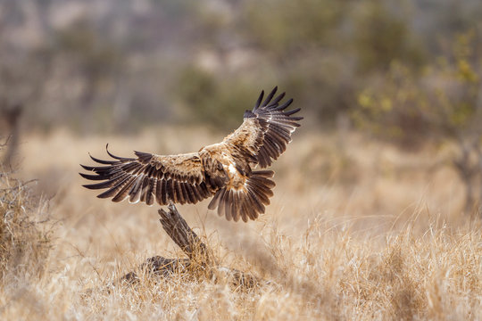Wahlberg s Eagle in Kruger National park, South Africa ; Specie Hieraaetus wahlbergi family of Accipitridae