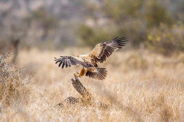 Wahlberg s Eagle in Kruger National park, South Africa ; Specie Hieraaetus wahlbergi family of Accipitridae
